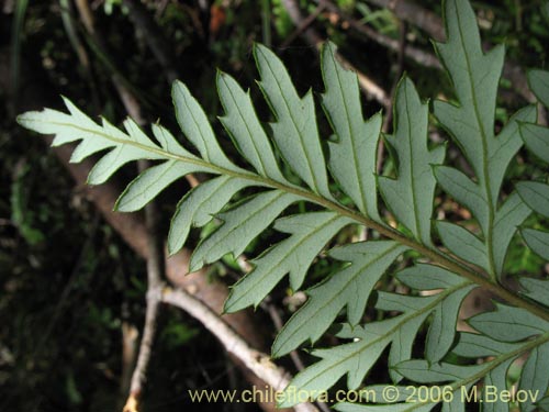 Image of Lomatia ferruginea (Fuinque / Palmilla). Click to enlarge parts of image.